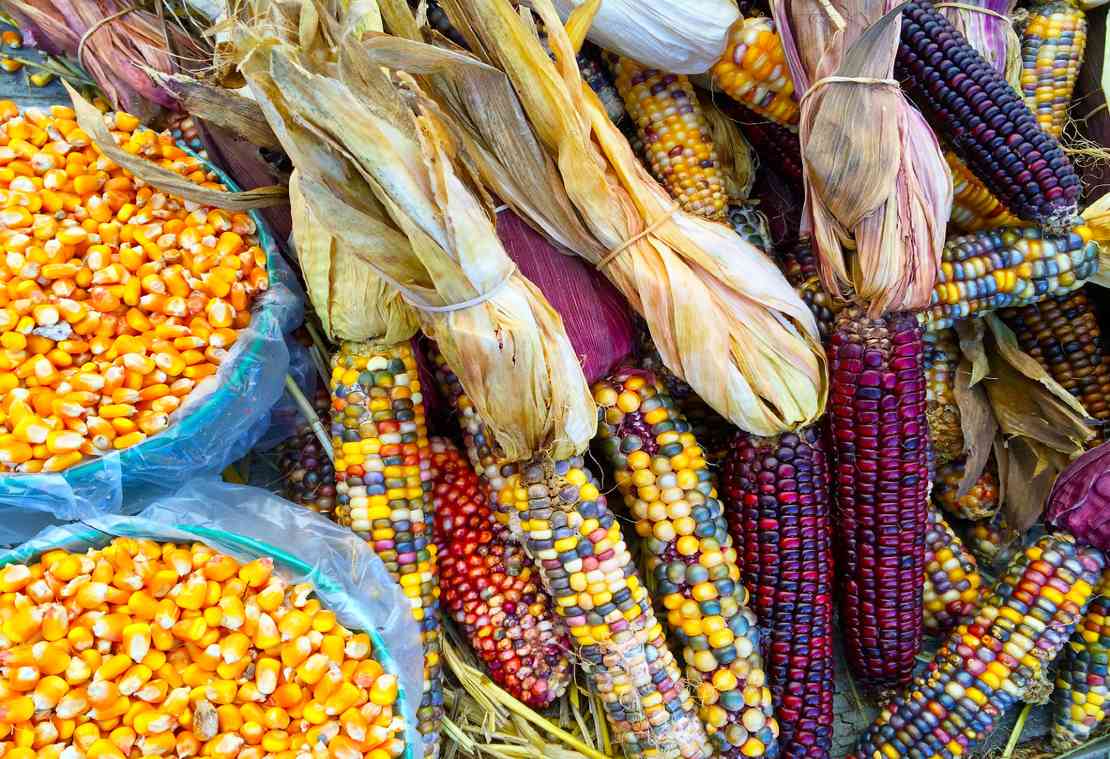 En la disputa con Estados Unidos, la ciencia respalda la decisión mexicana de prohibir el maíz transgénico, señala investigador